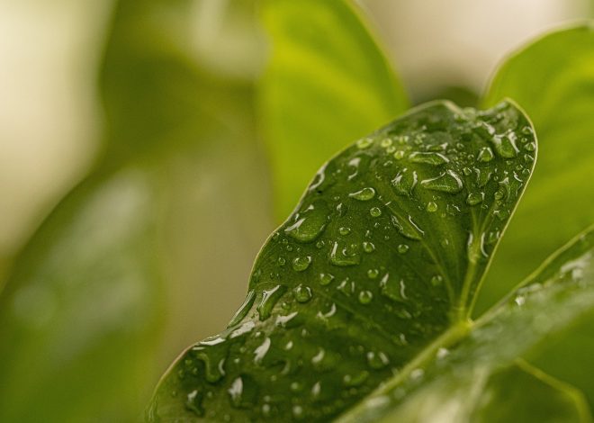 10 modi per preservare l’ambiente nella vita quotidiana