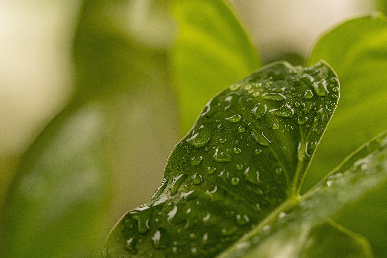 10 modi per preservare l’ambiente nella vita quotidiana