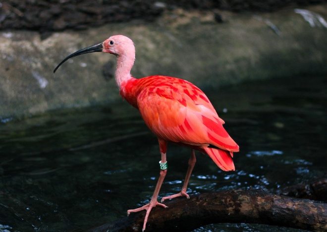 I segreti nascosti della natura da scoprire