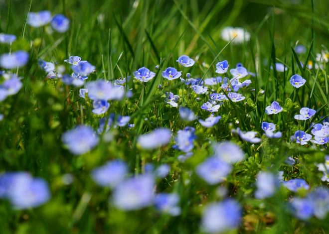 Scoprire la bellezza selvaggia del mondo naturale