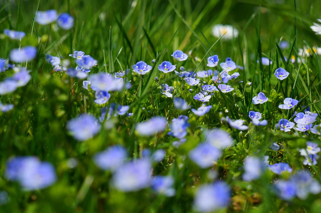 Scoprire la bellezza selvaggia del mondo naturale
