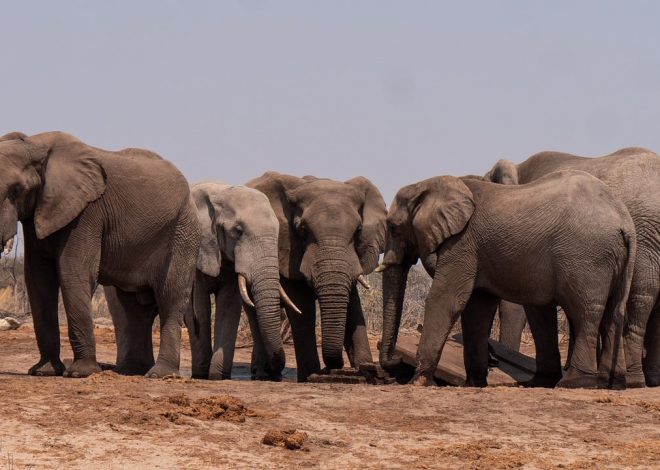 Guida per le avventure nella natura selvaggia