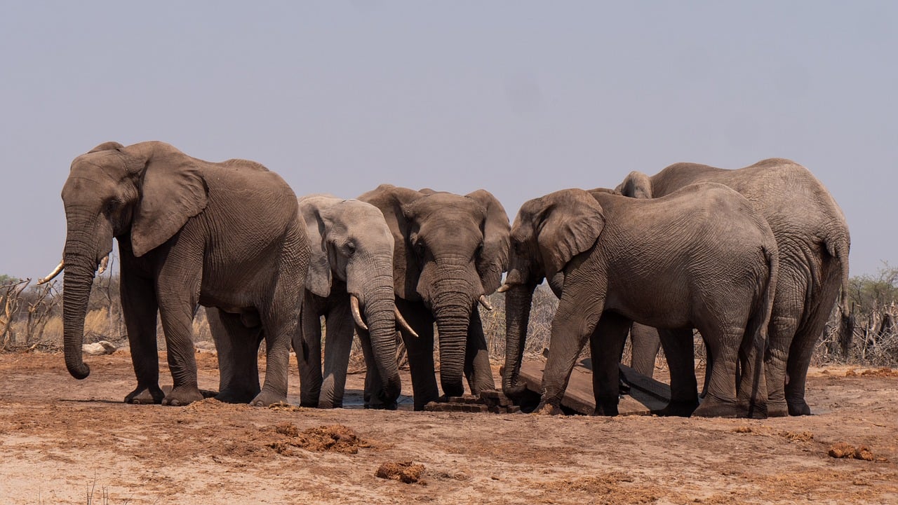 Guida per le avventure nella natura selvaggia