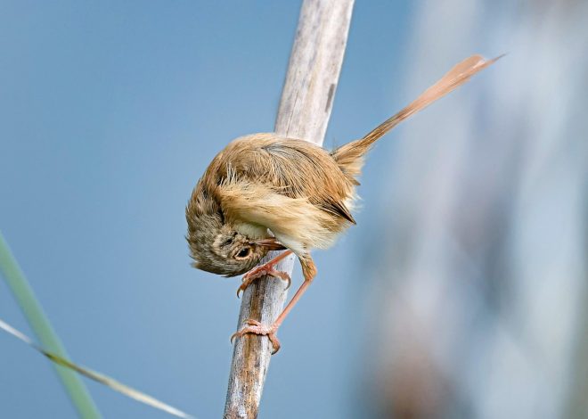 Scopri le meraviglie della natura selvaggia