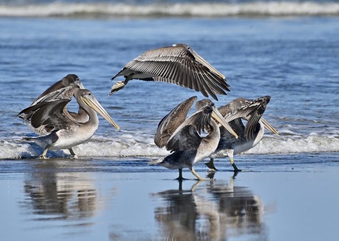 Scopri le meraviglie della natura selvaggia
