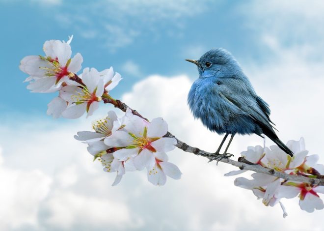 Scoprire le meraviglie nascoste della natura