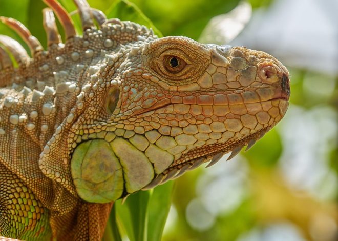 1. Scopri le meraviglie della natura selvaggia