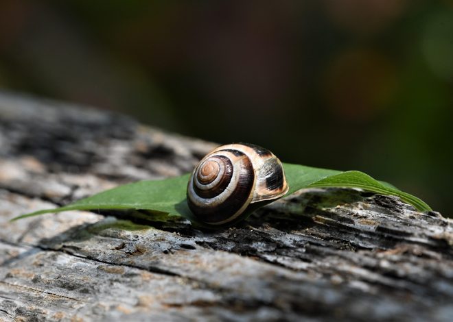 3. Esperienze indimenticabili tra flora e fauna selvaggia