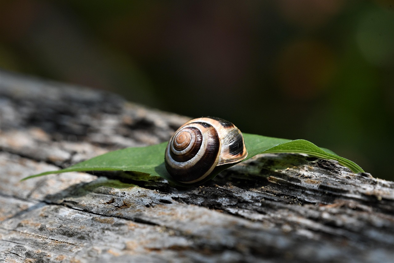 3. Esperienze indimenticabili tra flora e fauna selvaggia