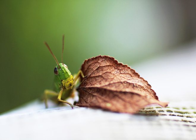 Come organizzare un viaggio alla scoperta della natura incontaminata