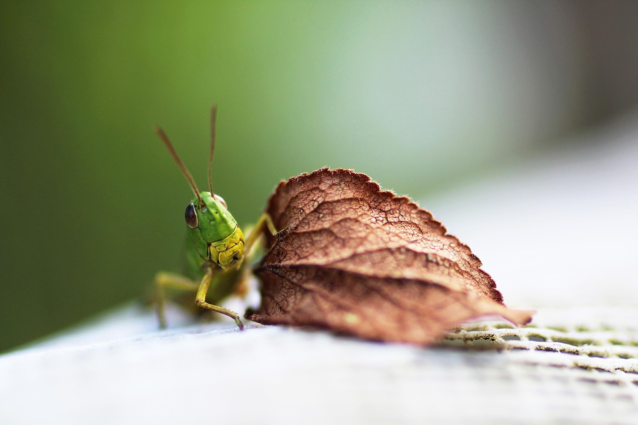 Come organizzare un viaggio alla scoperta della natura incontaminata