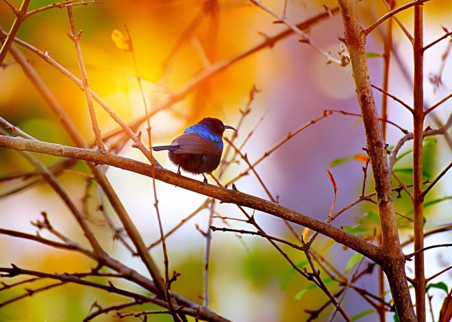 Esplorando la bellezza della natura incontaminata