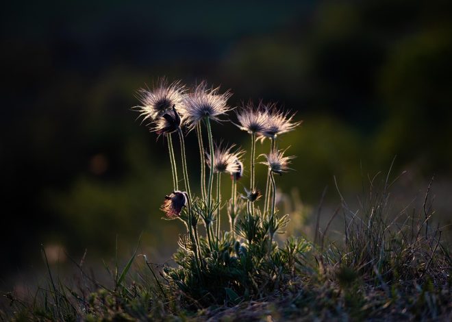Esplorando la bellezza selvaggia della natura