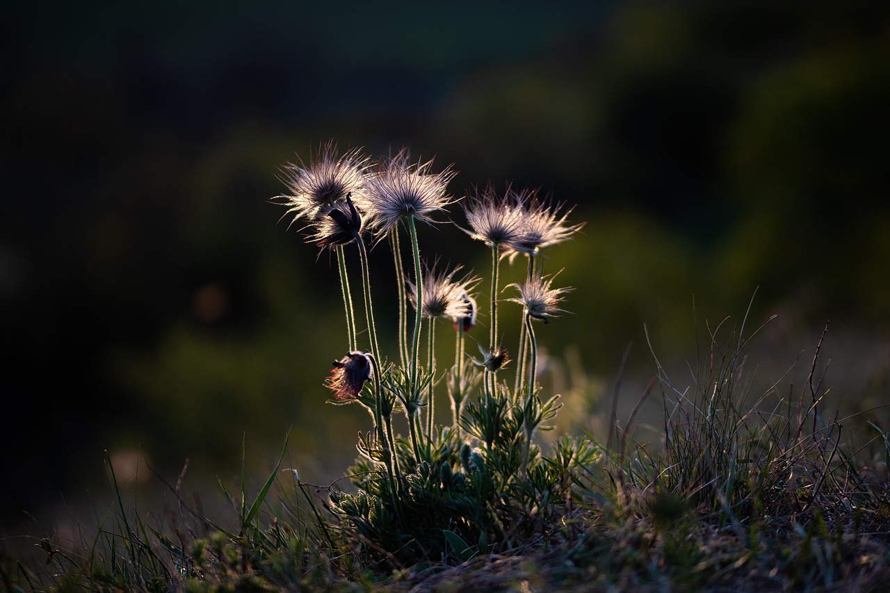 Esplorando la bellezza selvaggia della natura