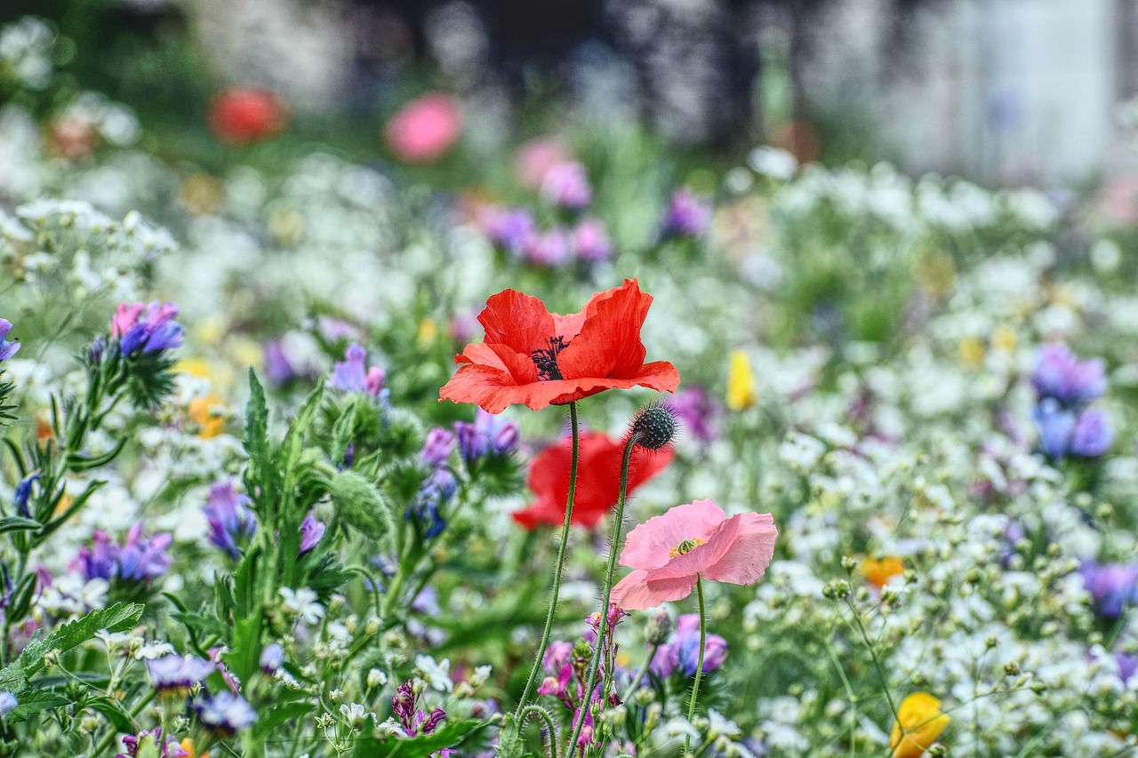 Esplorando la bellezza selvaggia della natura