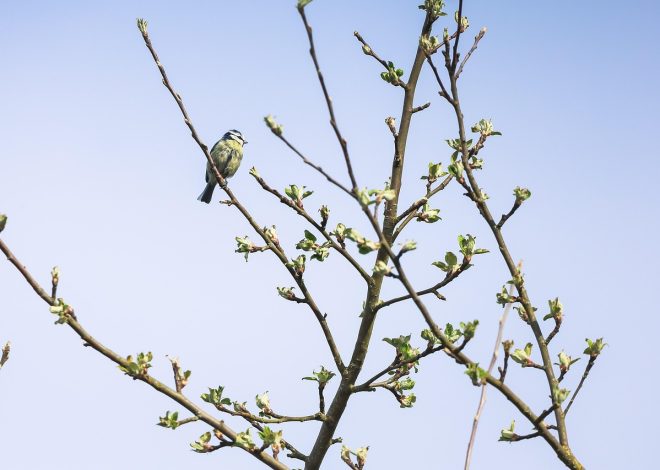 Esplorando la meraviglia della natura incontaminata