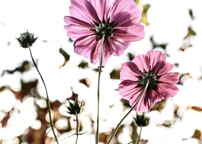 Il fascino della natura selvaggia: viaggi di avventura nel cuore della natura