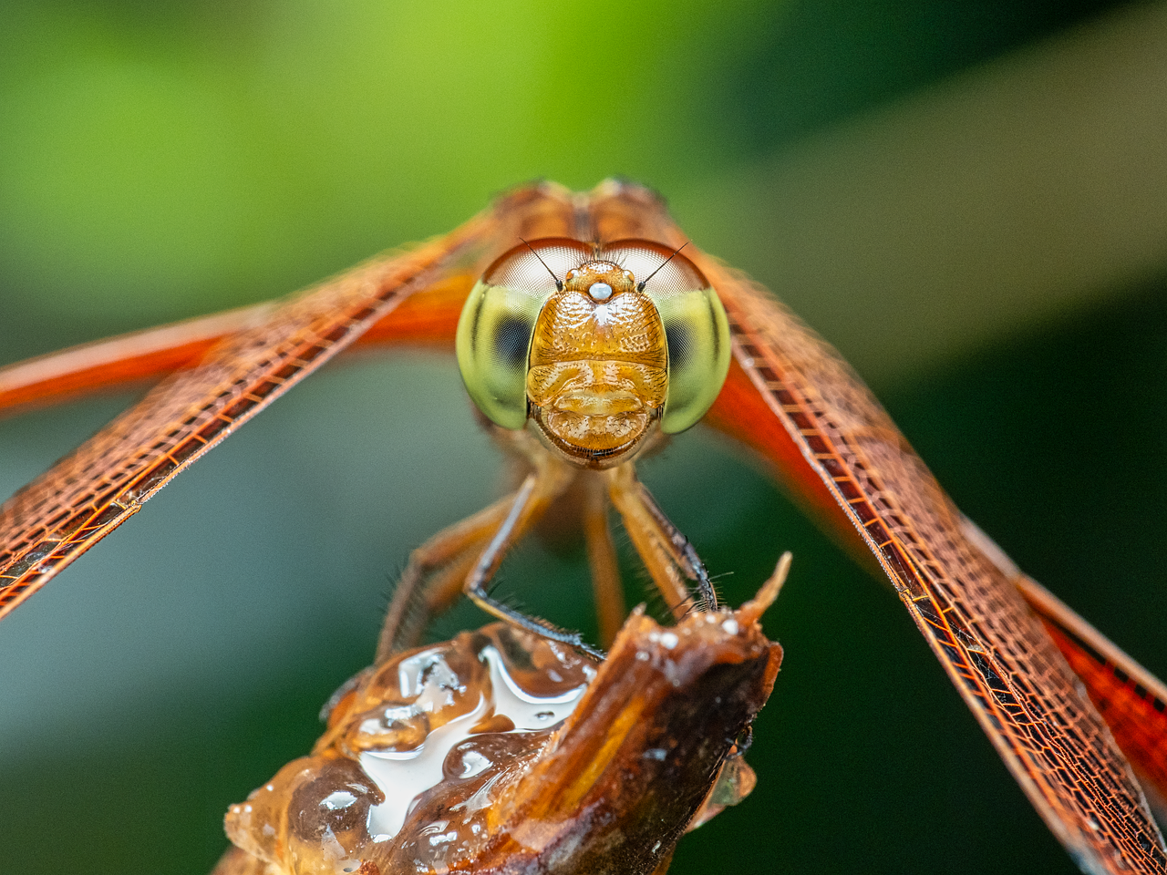 Le meraviglie della natura incontaminata