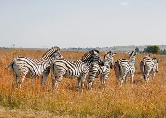 Scopri i segreti della natura selvaggia