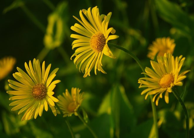 Scopri le meraviglie della natura incontaminata