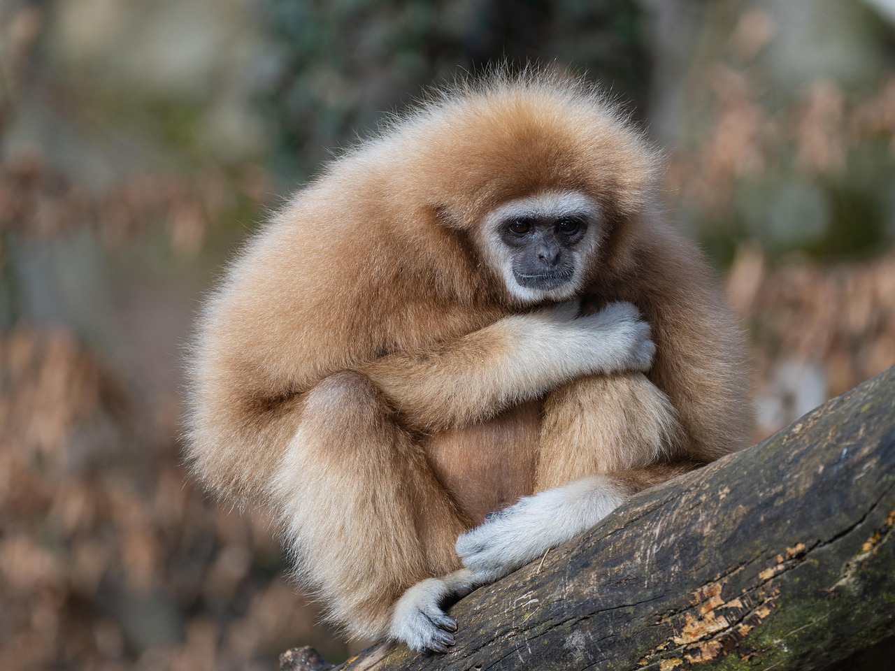 Scoprire la fauna selvatica: incontri emozionanti