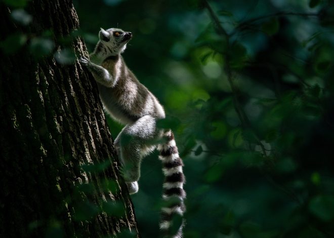 Immergiti nella magia della natura selvaggia