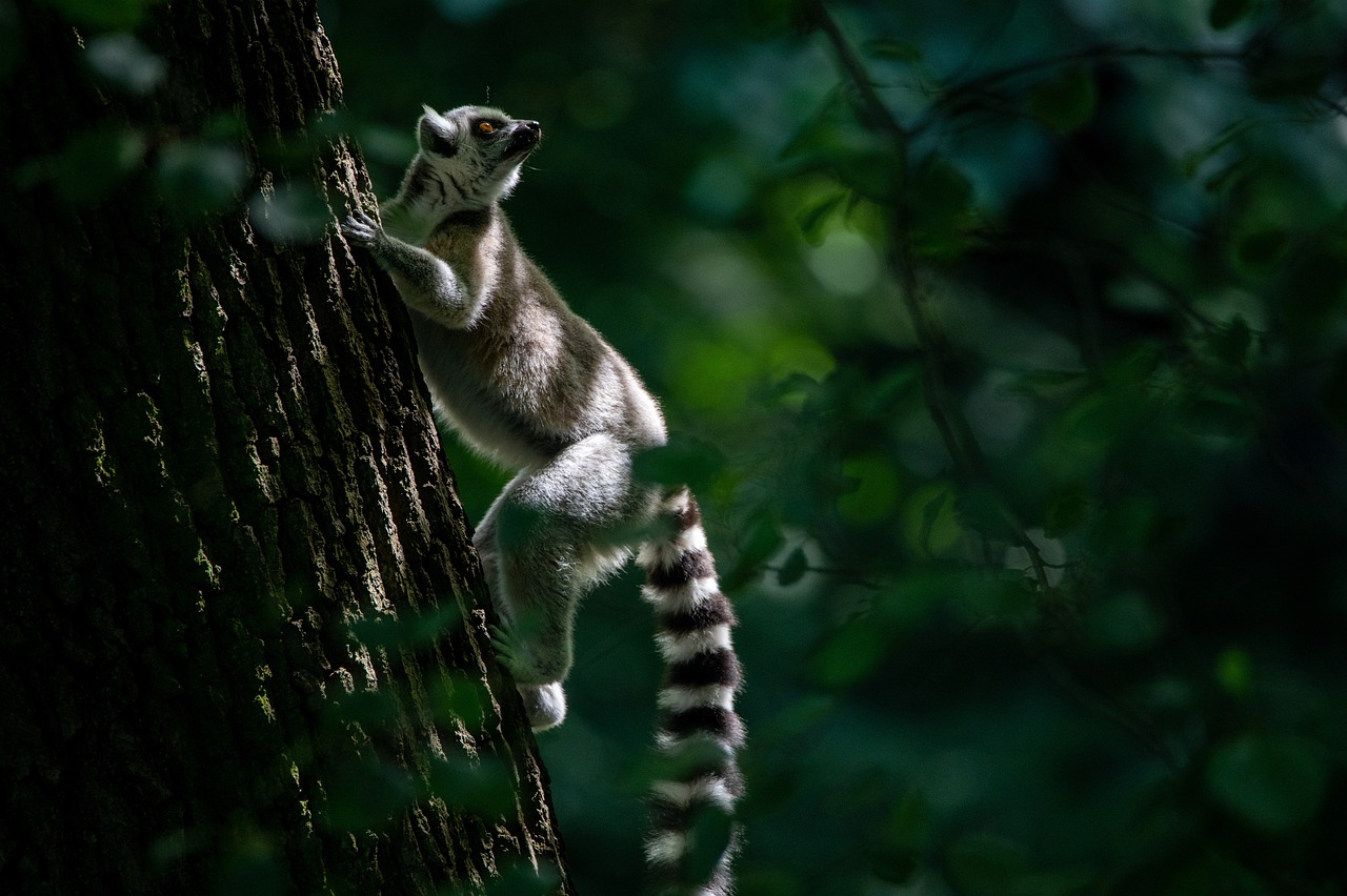 Immergiti nella magia della natura selvaggia