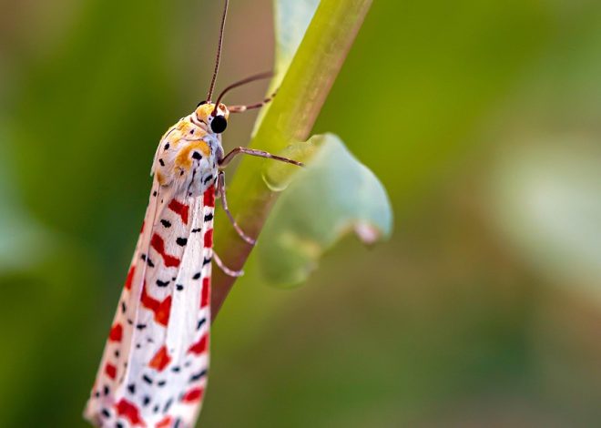 Indovina cosa si nasconde nella natura incontaminata