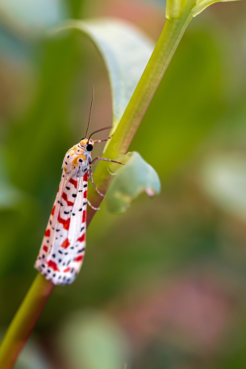 Indovina cosa si nasconde nella natura incontaminata