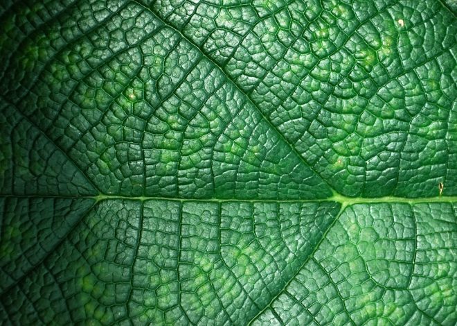 Come pianificare un viaggio eco-friendly