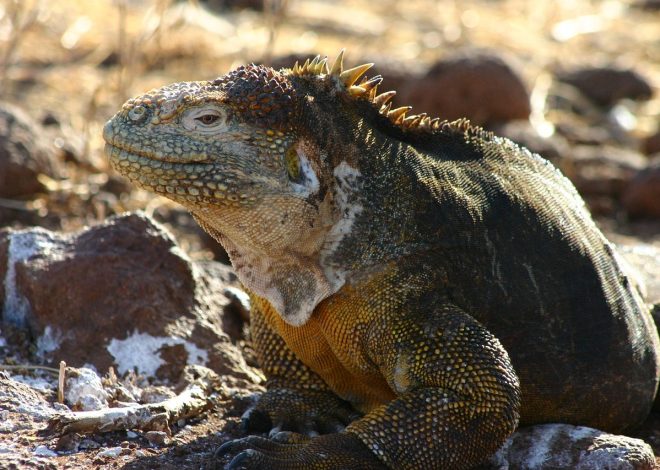 Destinazioni ecoturistiche: 5 mete per un viaggio sostenibile